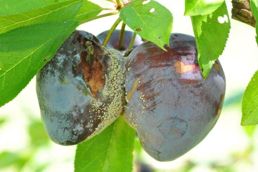 Moniliose des fruits à noyau (pourriture grise)