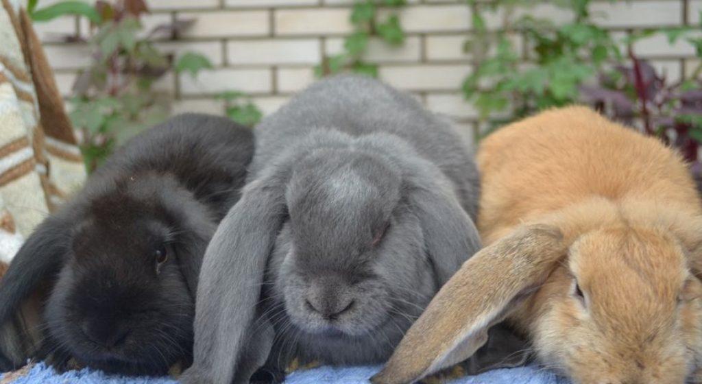 lapin bélier français