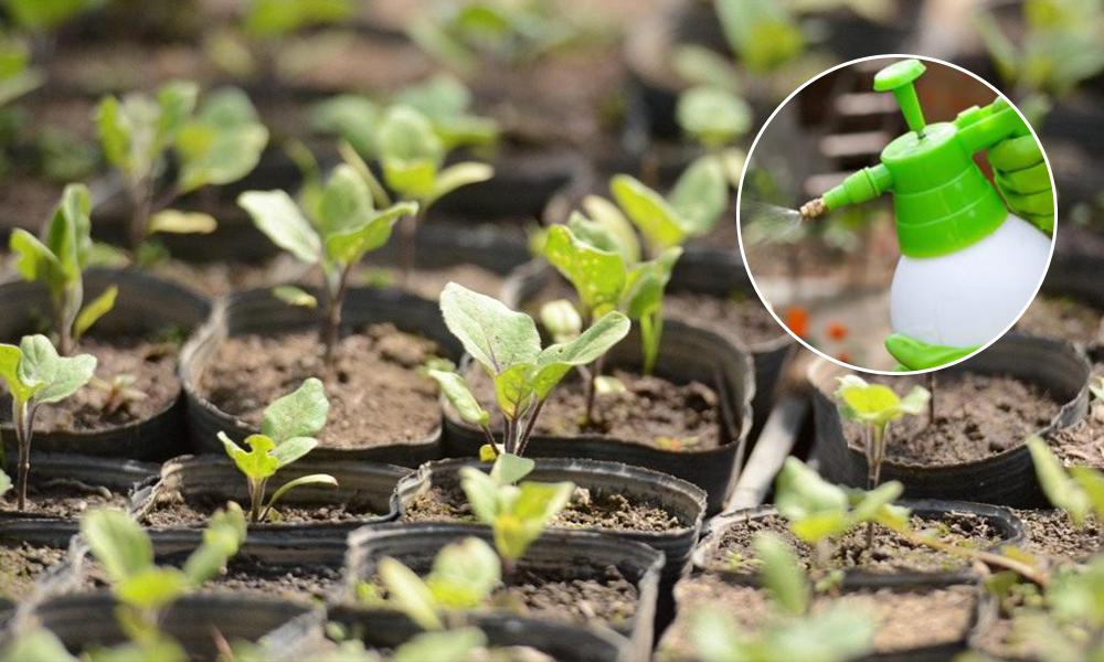 eggplant seedlings