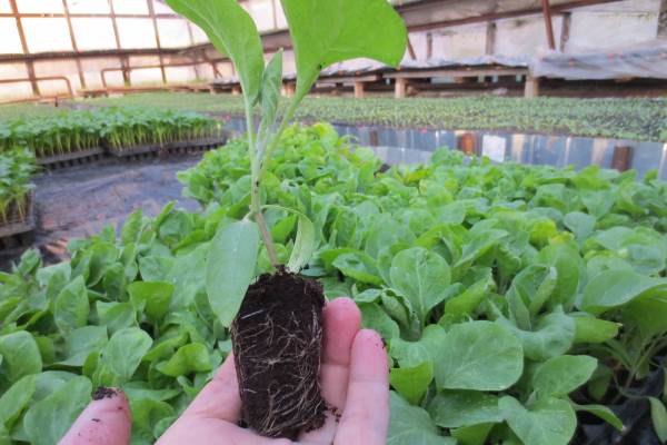 plantation d'aubergines