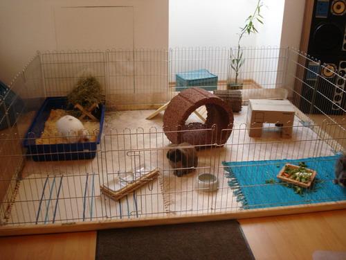 rabbit cage