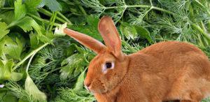 Is it possible and how to properly give parsley and dill to rabbits, possible harm