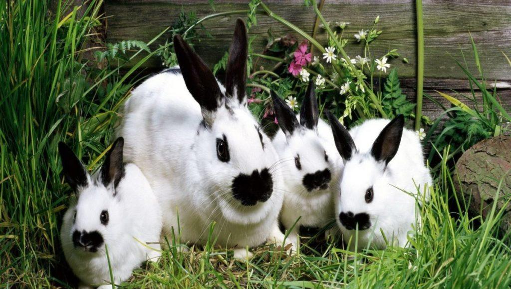 hermosos conejos