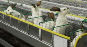 Is a rabbit breeding business profitable or not, pros and cons and how to organize