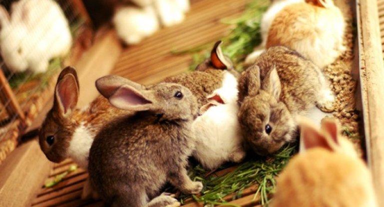 nourrir les lapins