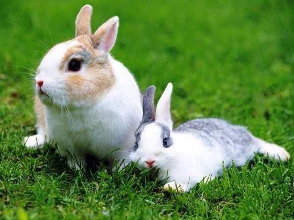 beautiful rabbits