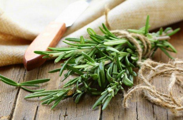 Medicinal properties and contraindications to the use of rosemary, benefits and harms