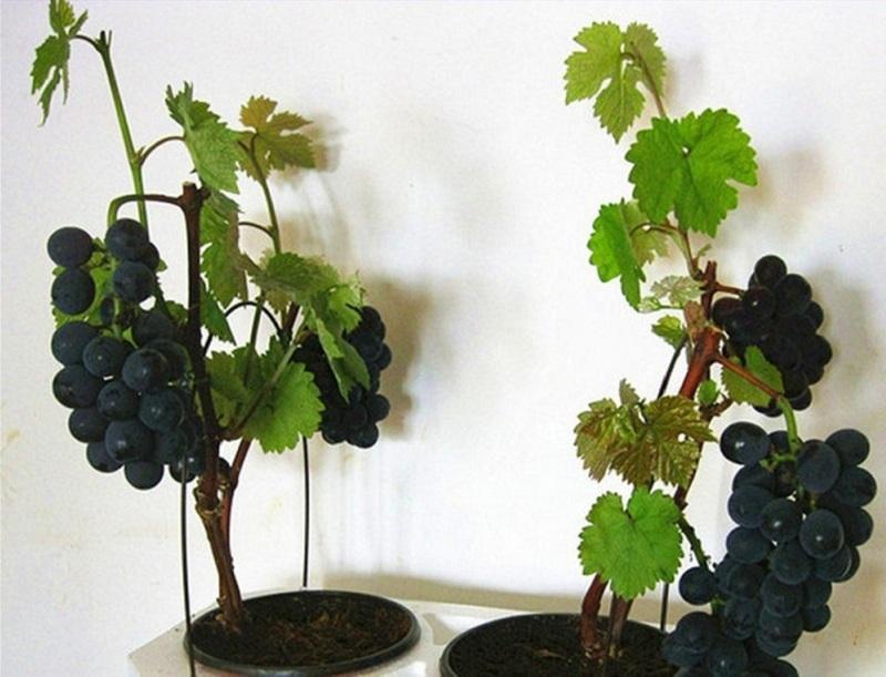 growing grapes in an apartment