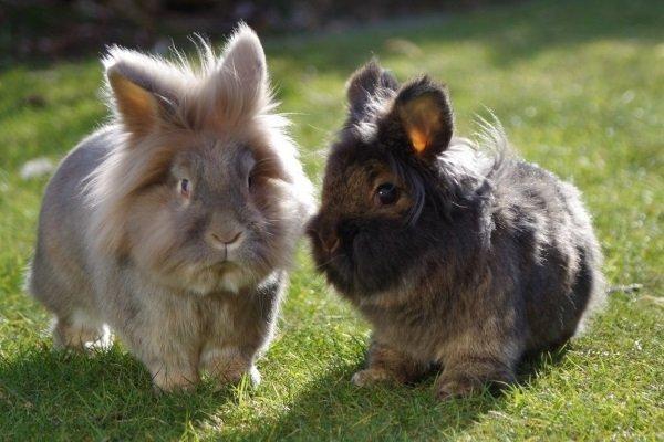 lapin tête de lion