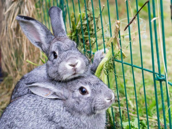 rabbits silver poltava