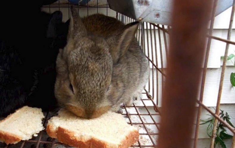 ist es möglich, Kaninchen mit Brot zu füttern