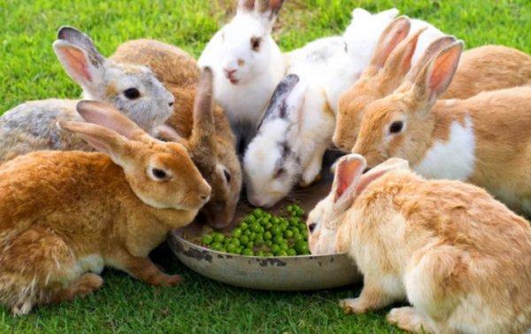 feeding rabbits