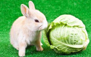 Est-il possible de nourrir les lapins avec du chou et combien en donner