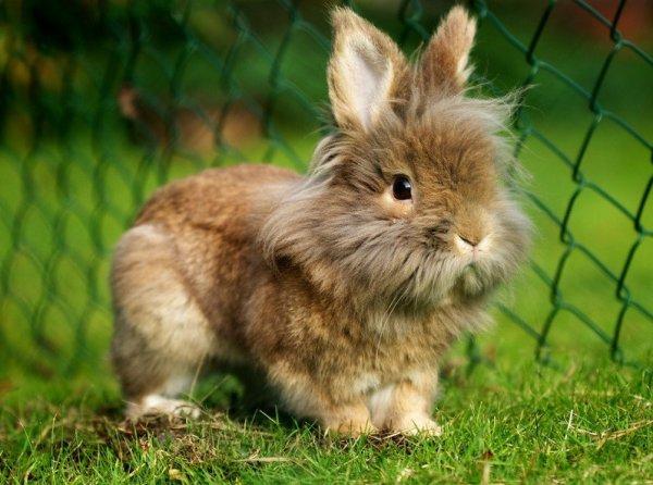 lionhead rabbit