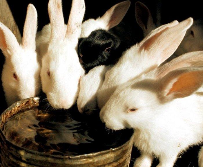 rabbits drink