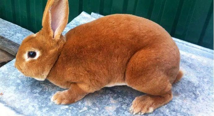 rex rabbit