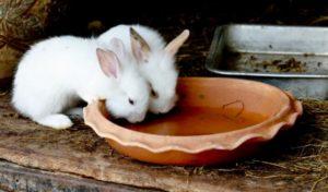 Instructions pour l'utilisation de l'iode pour les lapins et comment donner pour la prévention