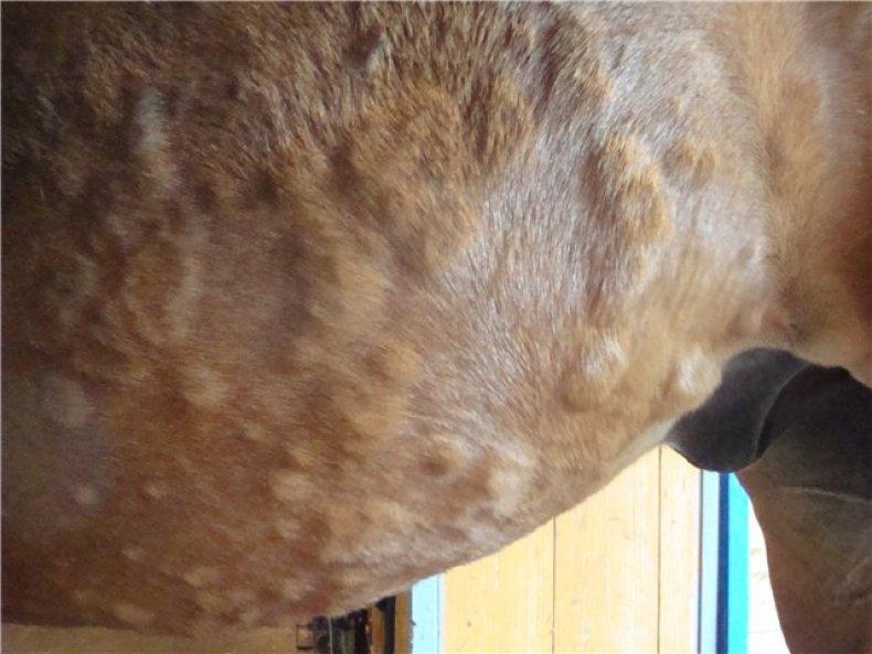 equine equine disease