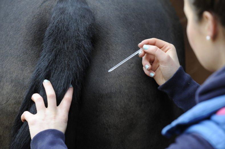 temperatura del caballo