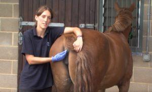 Normale paardentemperaturen en behandelingen voor afwijkingen