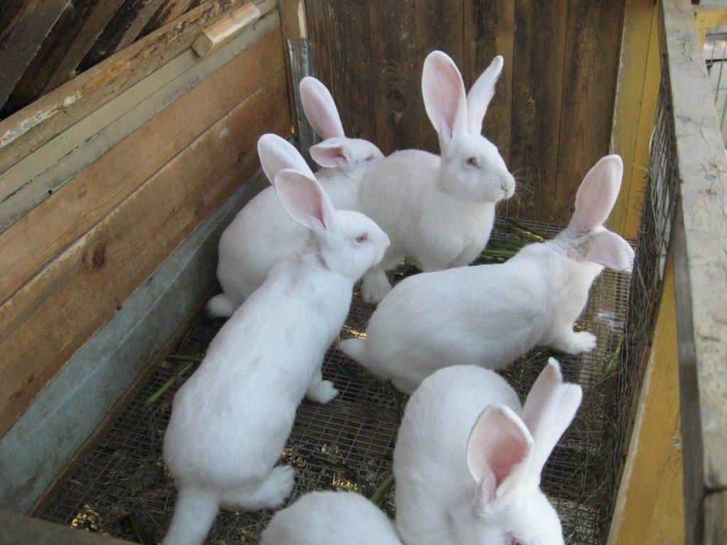 many rabbits