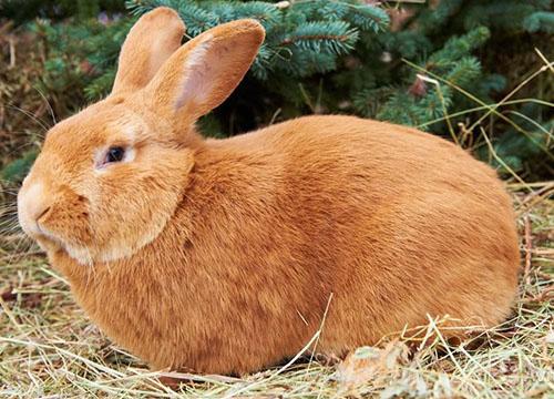 lapins bordeaux