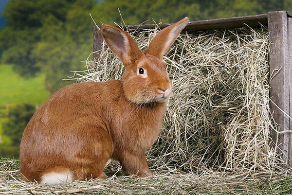 lapin bordeaux