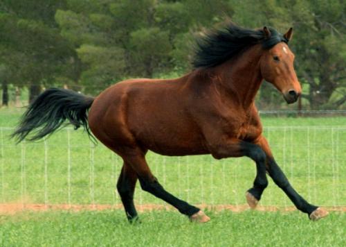 caballo de la bahía