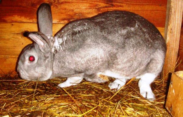 Listeriosis de conejo