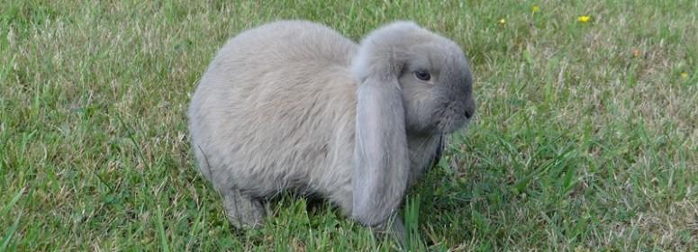 lapin bélier français