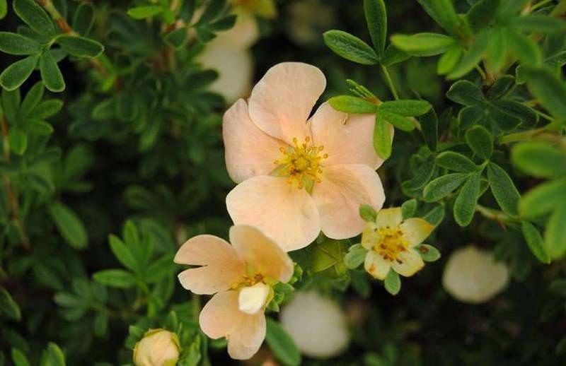 hermosa flor