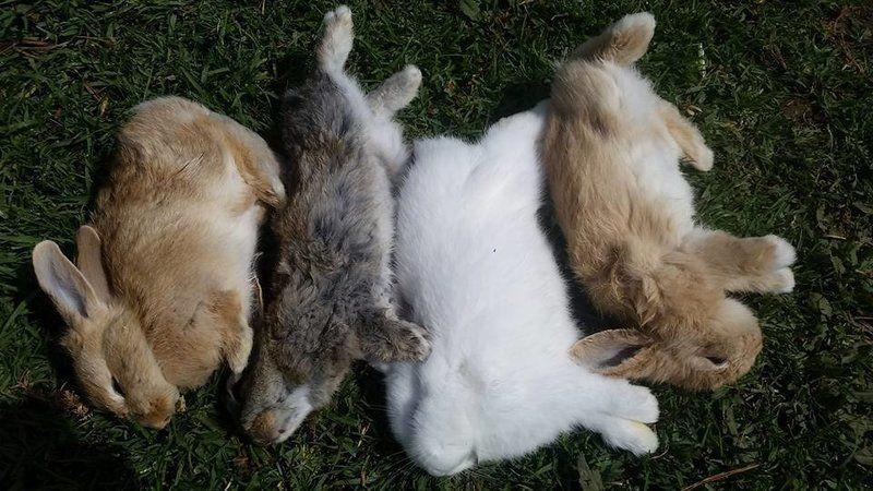 rabbit hemorrhagic disease