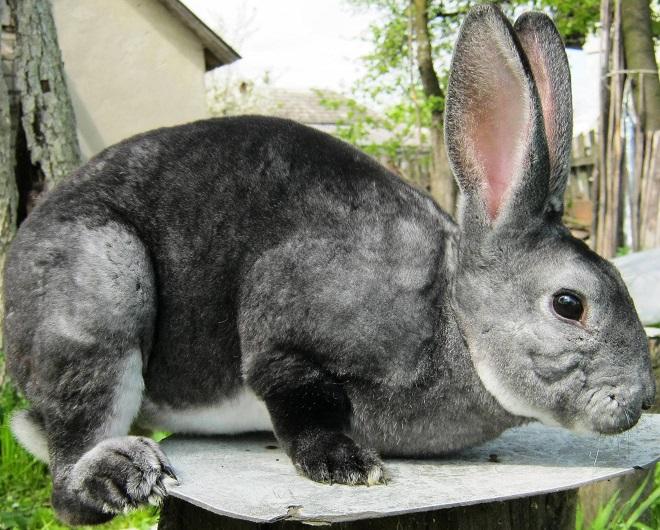 rex rabbit