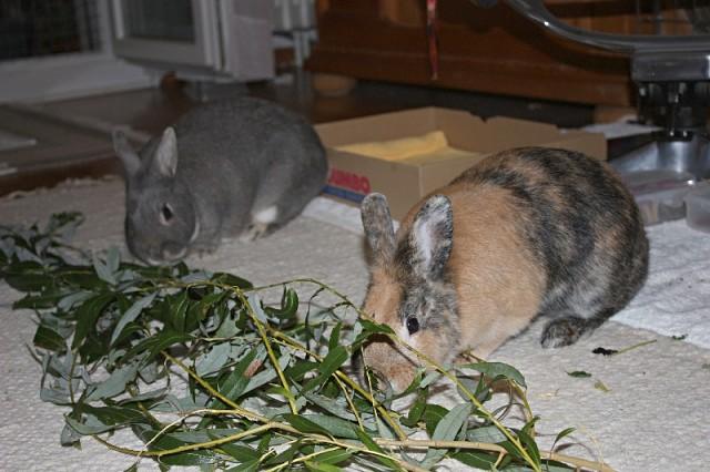 feeding rabbits