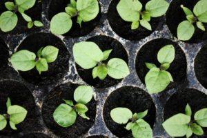 When to plant eggplants for seedlings, timing and home care