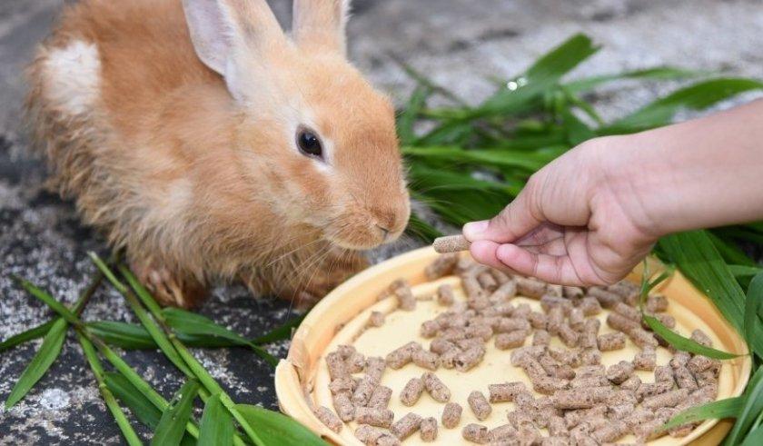 aliments composés pour lapins