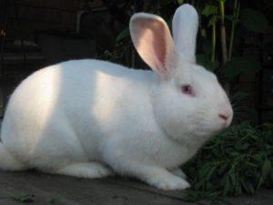 Caractéristiques et description des lapins Pannon blanc, règles d'entretien