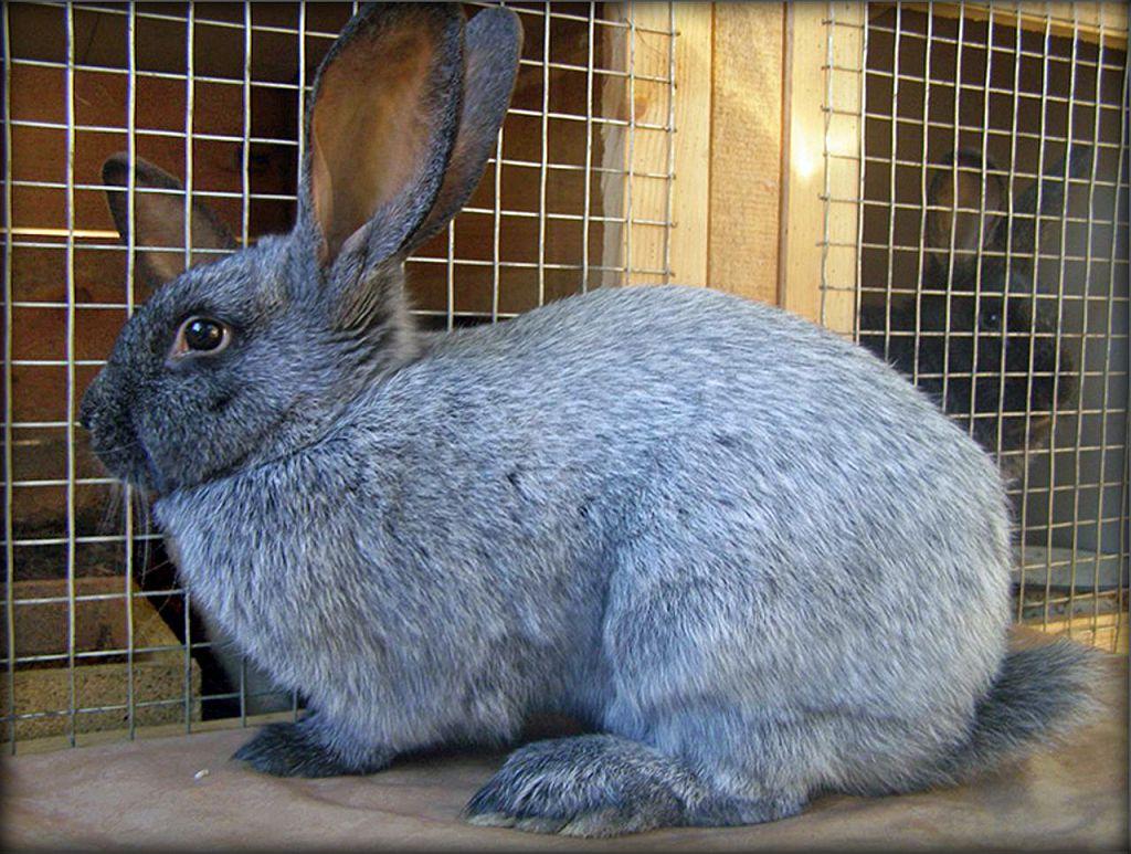 rabbits silver poltava