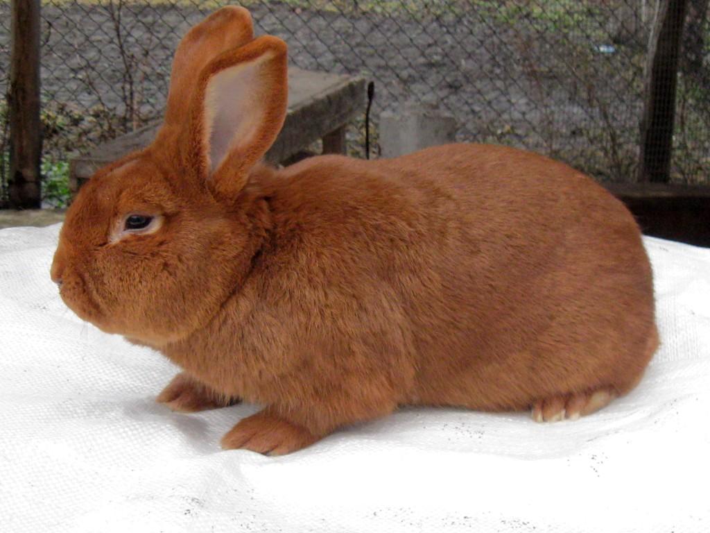 New Zealand rabbit