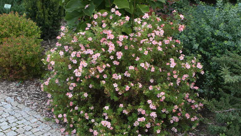 Potentilla varieties