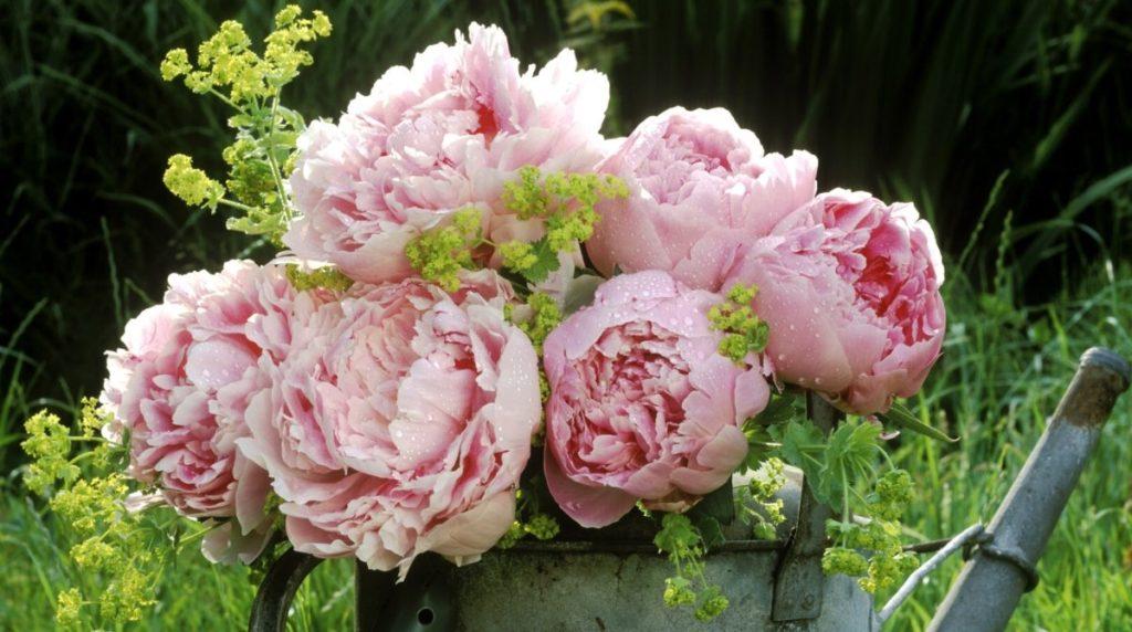 pink peonies