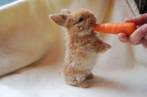 Comment bien ramasser un lapin et un AVC, le moment et les étapes de l'accoutumance humaine