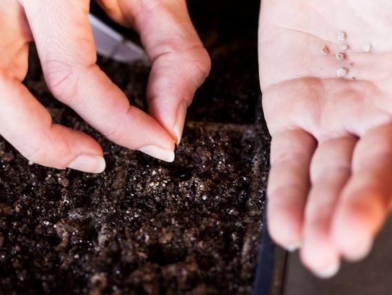 eggplant seeds