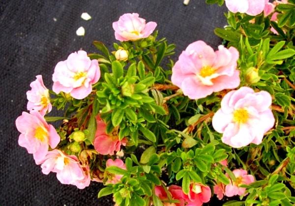 pink cinquefoil