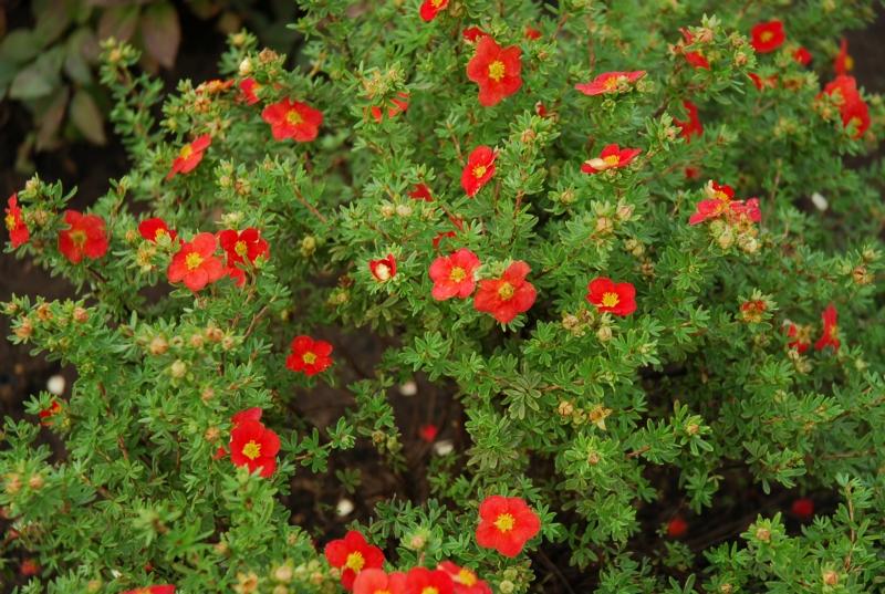 punainen cinquefoil