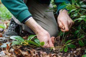 Comment propager correctement le rhododendron à la maison