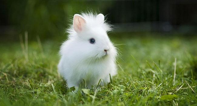 lionhead rabbit