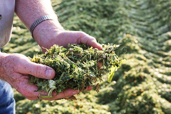 silage in hand