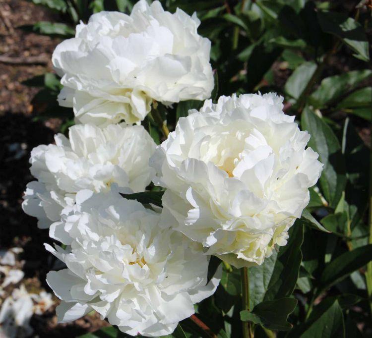 pivoines blanches