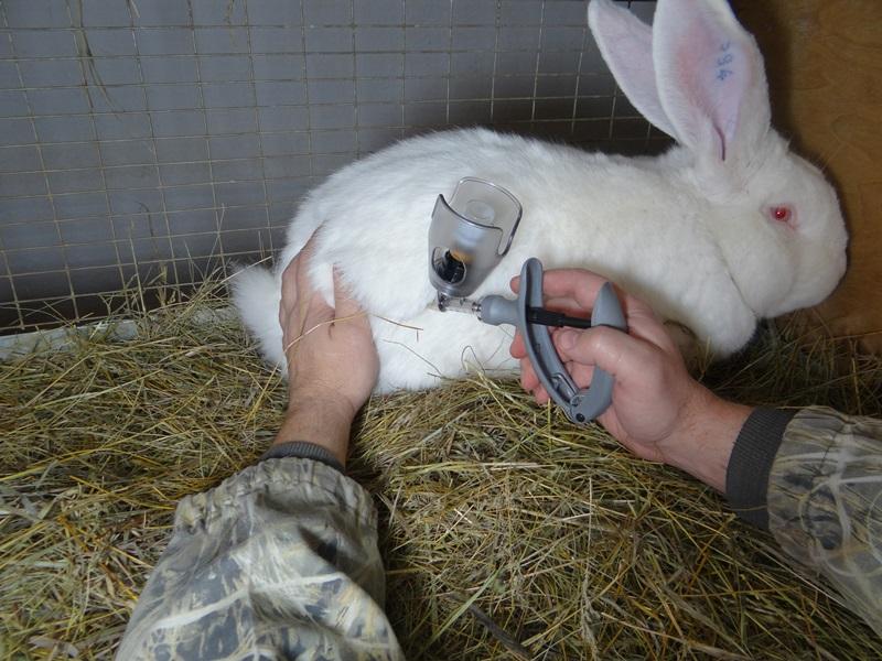 associated vaccine for rabbits